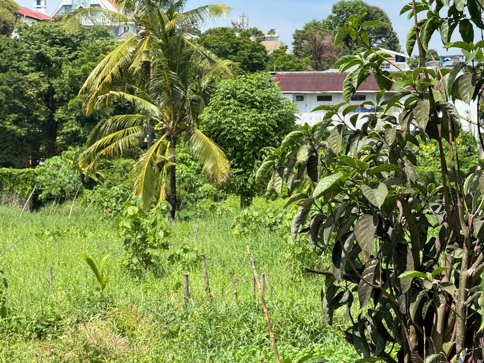 Vegetasi dan pepohonan di sisi lahan Karombasan Utara, Kota Manado